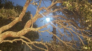 Un árbol de ramas y hojas intrincadas, un edificio al fondo, y una fuente de luz brillante.