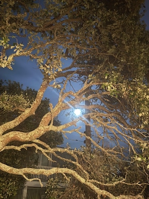 A tree with intricate branches and leaves, a building in the background, and a bright light source. - A'Boat Time-3 BR, 3 BA, beach retreat with backyard, 3 min walk to beach (Kure Beach)