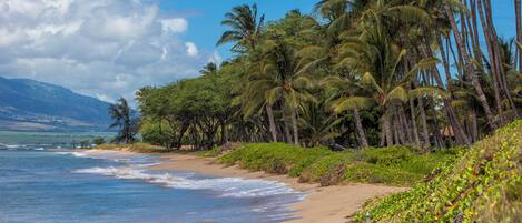 A beach with palm trees and a view of the ocean.