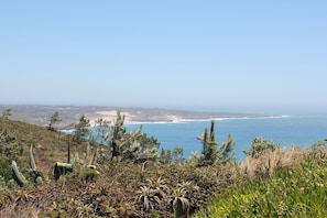 A coastal landscape with cacti and shrubs, a beach, and the ocean.