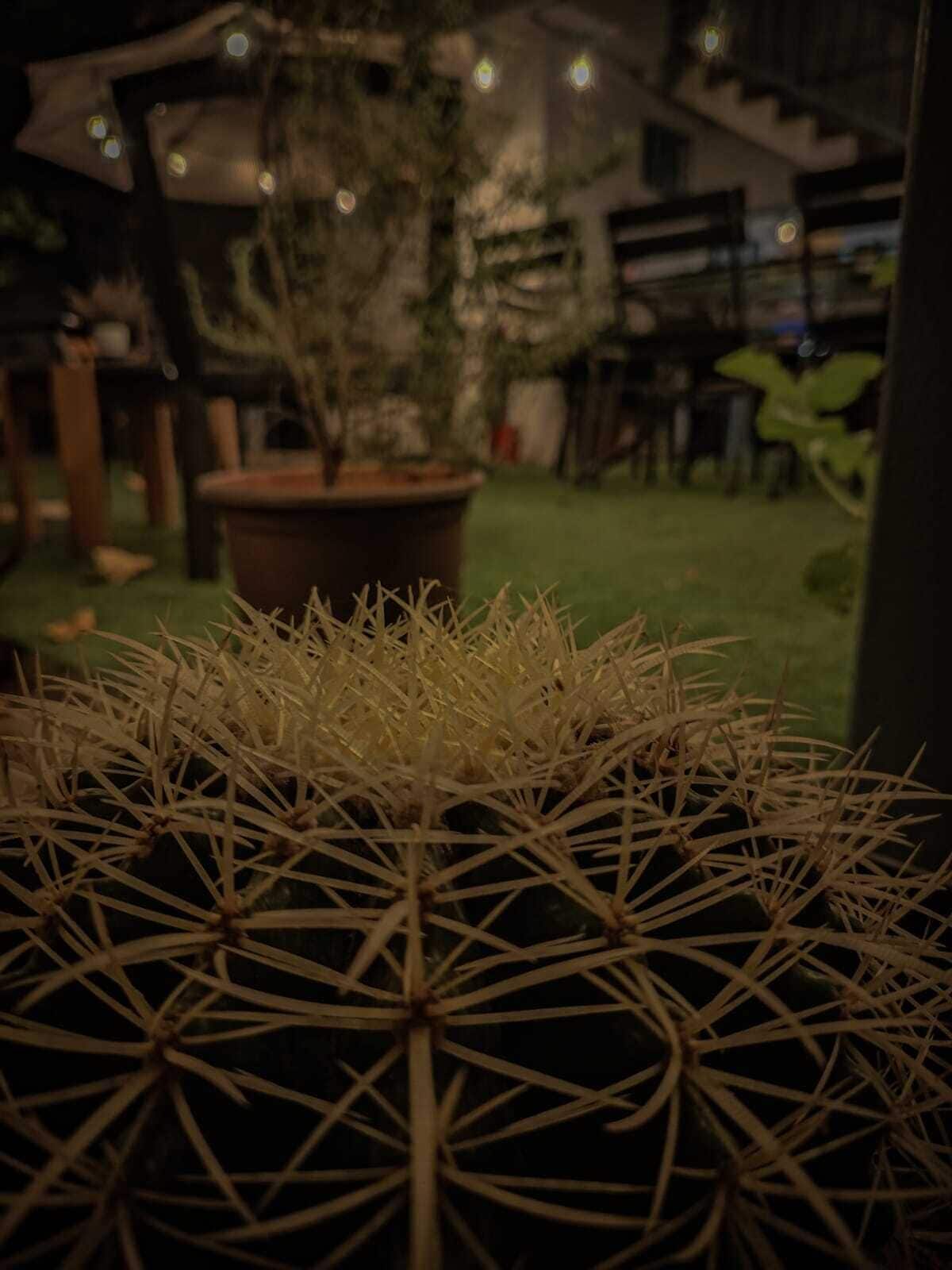 A cactus in a pot with a blurred background of a patio area.