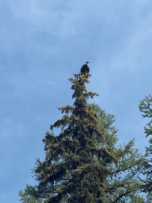 A bird perched on a tree.