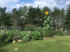 Un jardín con diversas plantas, un girasol alto y una valla de madera.