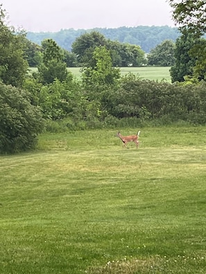 A deer in a grassy field with dense trees in the background.