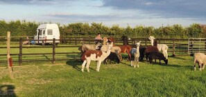 Un espacio cercado con alpacas y un vehículo blanco.