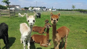 Alpacas in a grassy enclosure with a fence, buildings, and trees in the background.