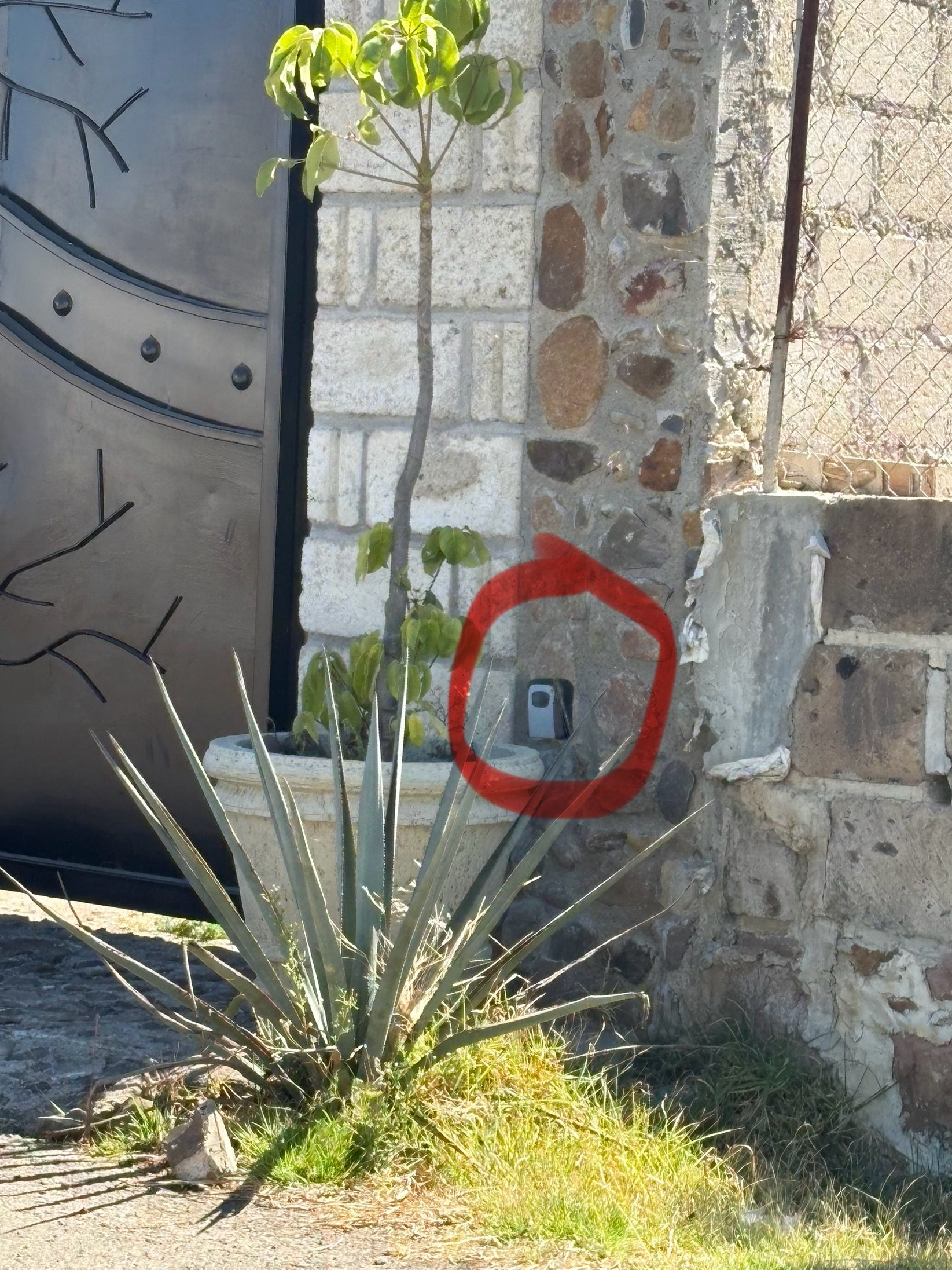 A plant with green leaves and a red circle drawn around a utility box on a stone wall.
