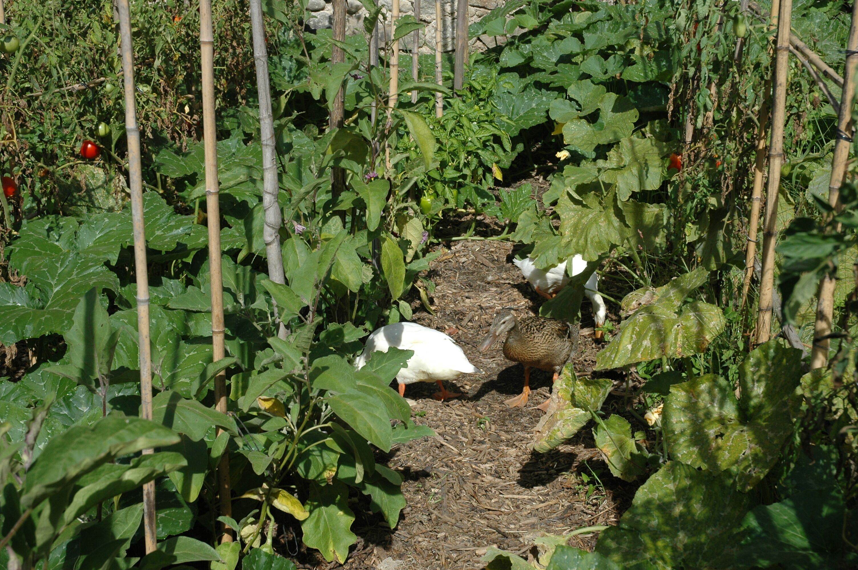 Um jardim com diversas plantas e um pato.