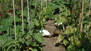 Um jardim com diversas plantas e um pato.