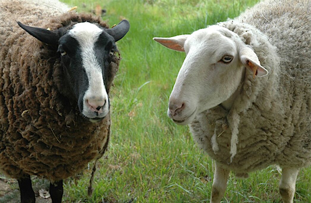 Two sheep standing in a grassy field.