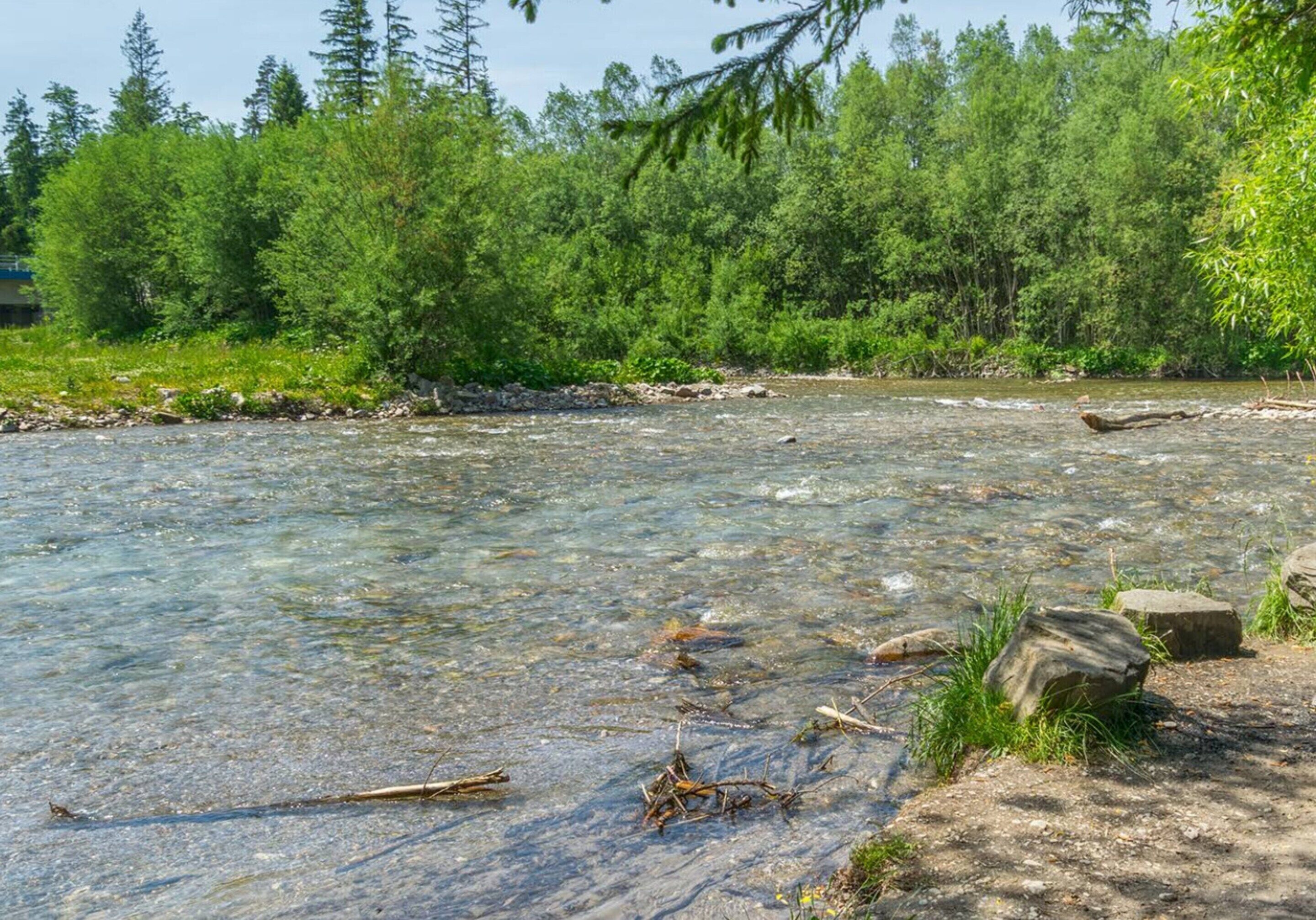 Een heldere rivier, omringd door dicht groen bos.