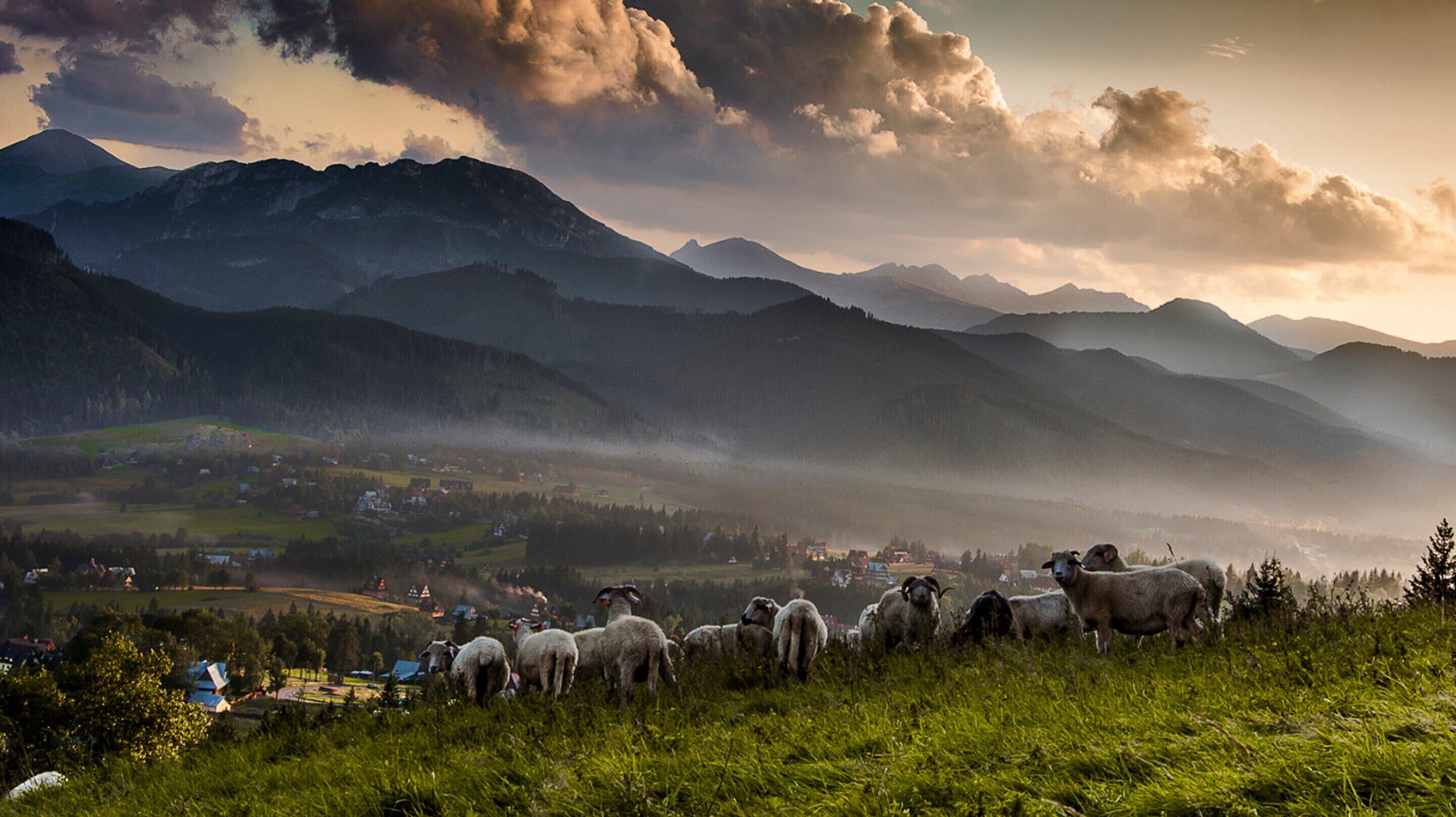 Eine Berglandschaft, im Vordergrund eine Schafherde, die weidet.