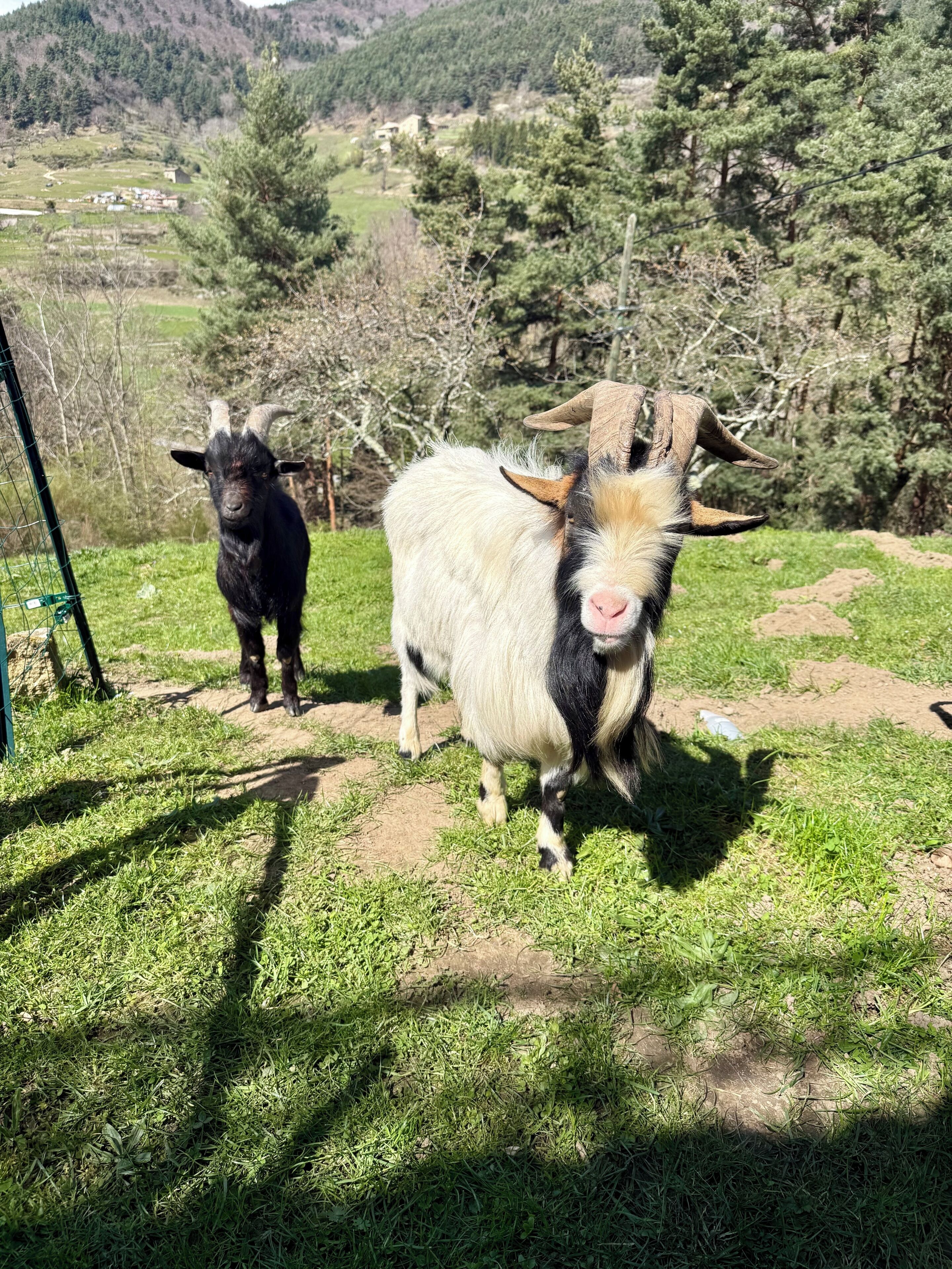 A goat standing on grass with a mountainous background.