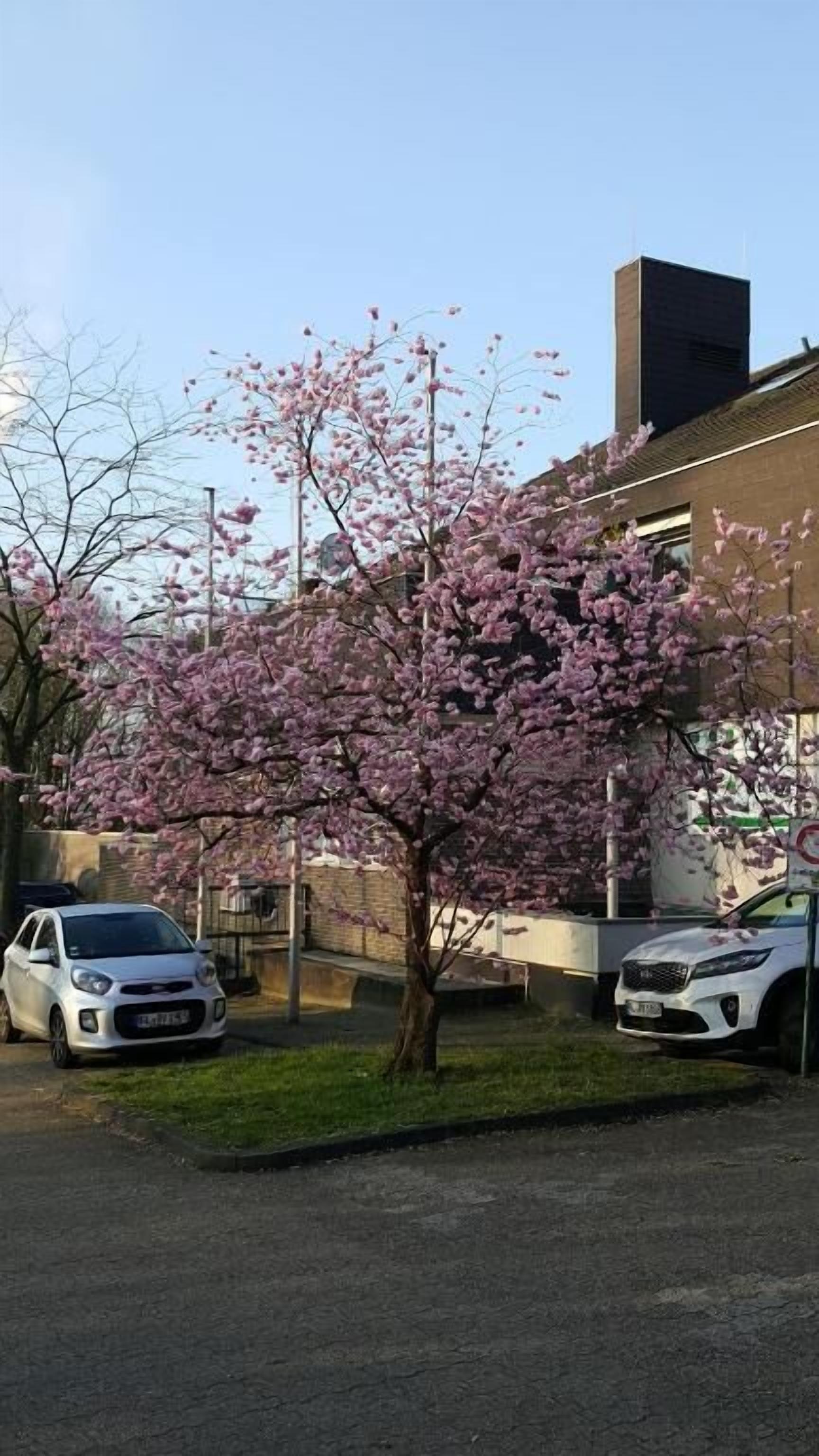 Ein Parkplatz mit zwei weißen Autos, ein Gebäude mit Ziegelverkleidung und ein Baum mit rosa Blüten.