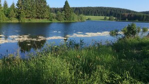 Un lago circondato da fitta vegetazione e zone erbose.