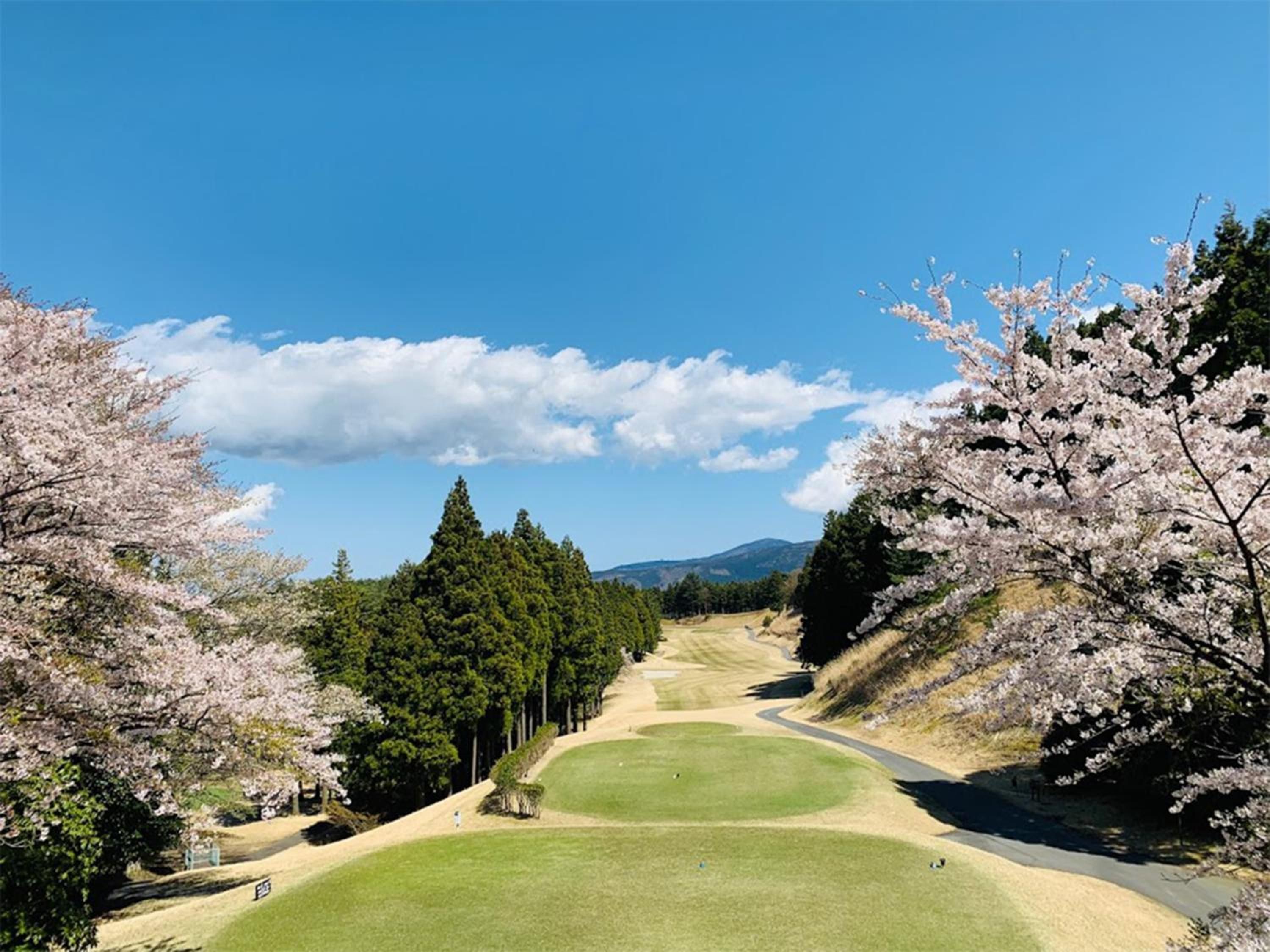 A golf course with a clear sky, surrounded by cherry blossom trees.
