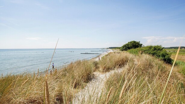 A coastal landscape with a sandy path leading to the sea, surrounded by grass and shrubs. - Mon - Klintholm Harbour (Borre)