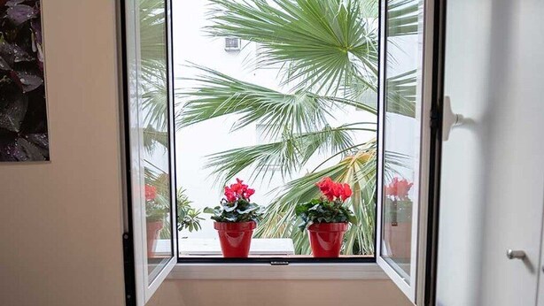 Une fenêtre donnant sur des palmiers et des plantes en pot aux couleurs vives.