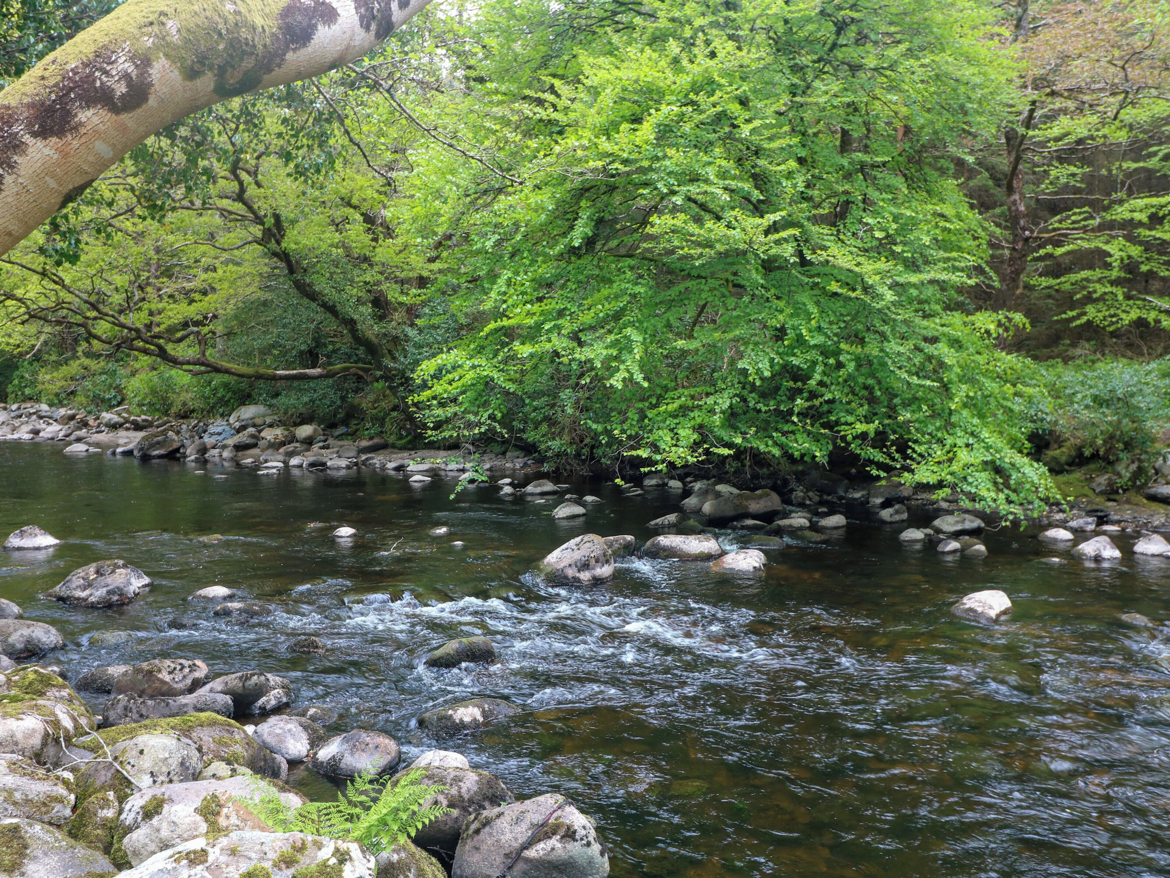 A river with rocks and greenery.