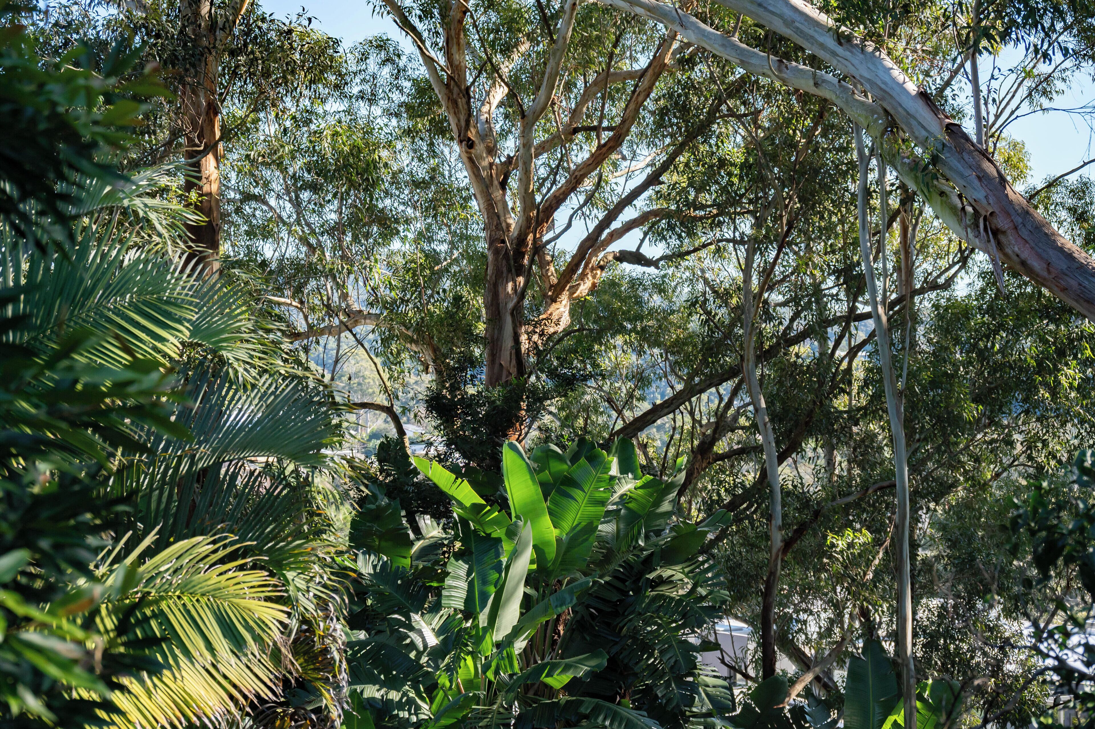 A dense forest with various trees and foliage.