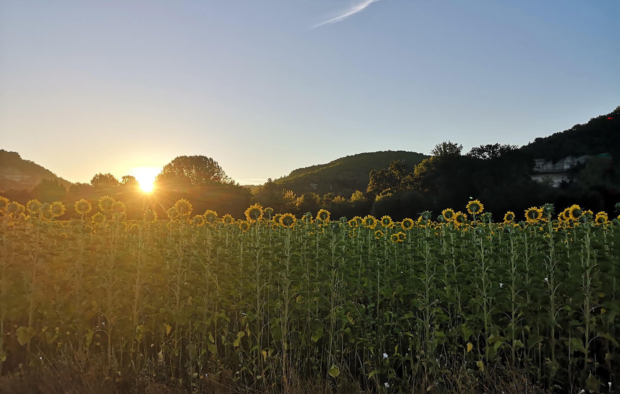 A field of sunflowers with the sun setting in the background.
