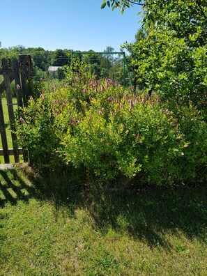 A garden with a wooden fence, lush greenery, and pink flowering plants. - Holiday Home “Gîte 851 in the Lake District” with Wi-Fi (Bonlieu)