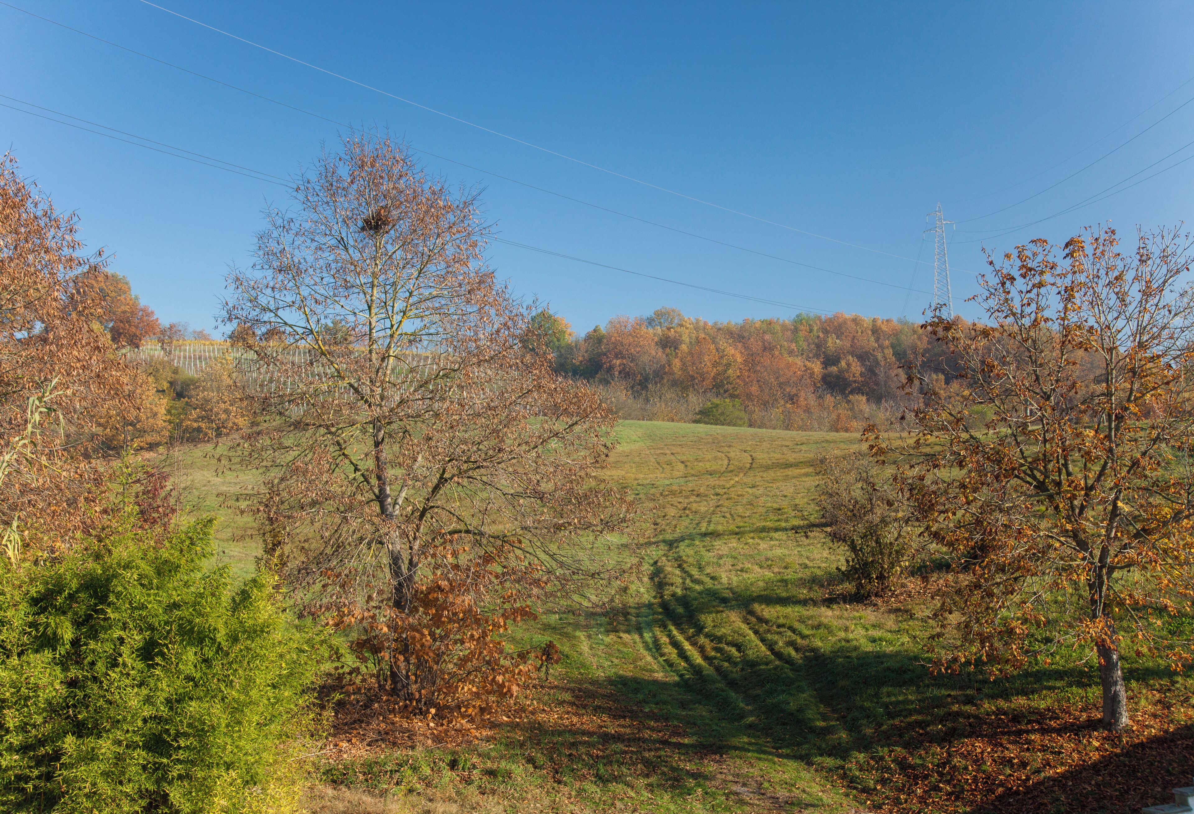 Un paysage rural avec des arbres, un champ d’herbe et un pylône de ligne électrique.