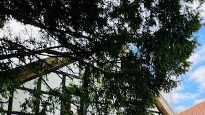 A traditional half-timbered building with a green door, large windows, and a tree in front. - Exceptional apartment in a historic building with a view of the garden. (Bad Iburg)