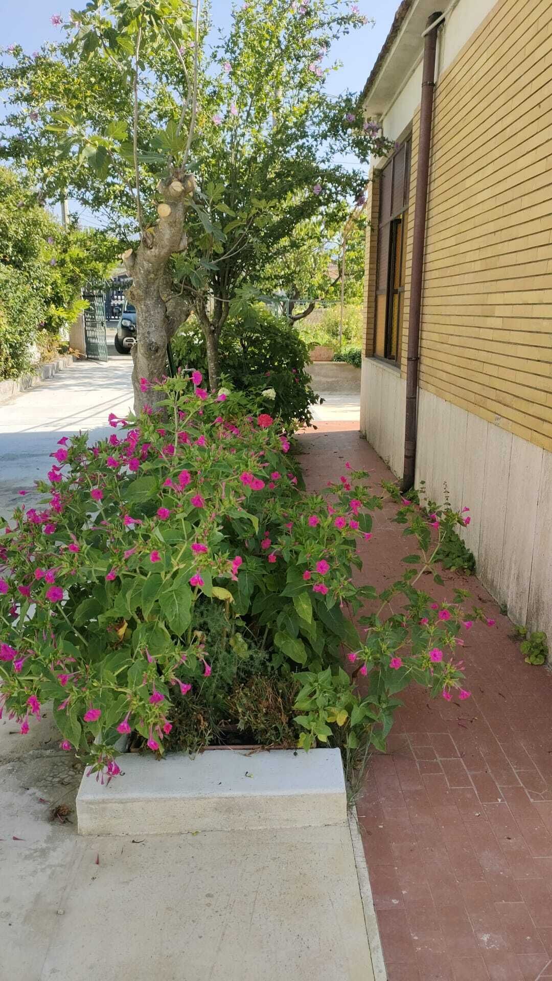 Un bac à fleurs en béton orné de fleurs roses, un arbre et un bâtiment avec un revêtement jaune et des fondations en briques.