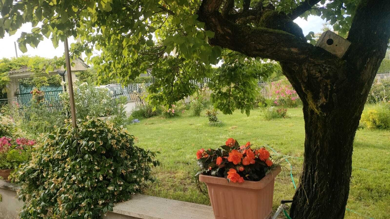 Ein Garten mit Baum, Bank und Blumenbeet.