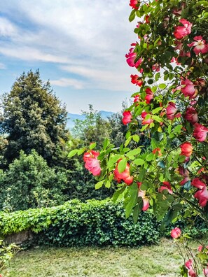 Un jardin avec un rosier et une haie.