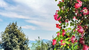Un jardín con rosas rosas en flor, abundante follaje verde y un fondo de árboles y cielo despejado.