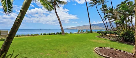 A well-maintained lawn with palm trees and a view of the ocean.
