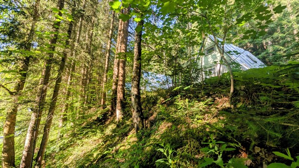 A forested area with a house partially obscured by trees. - Cozy hut ''Fuchsbau'' in the middle of the forest. Pet friendly! (Eibenstock)