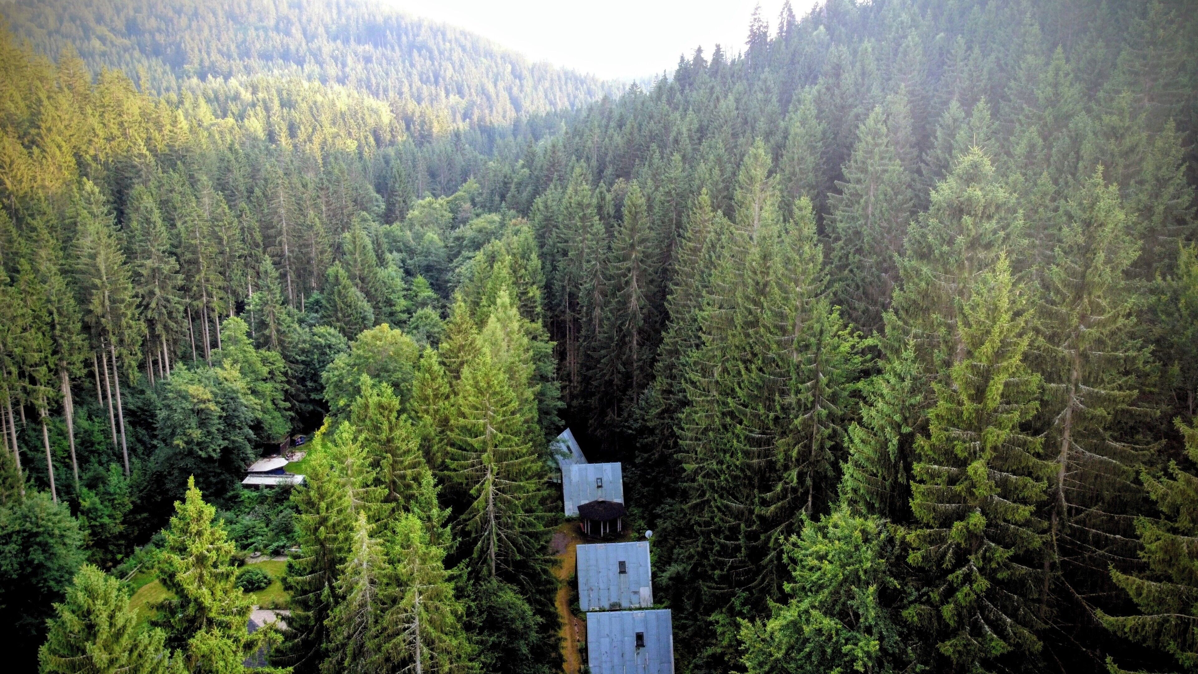Une zone boisée avec une petite construction qui ressemble à un chalet.