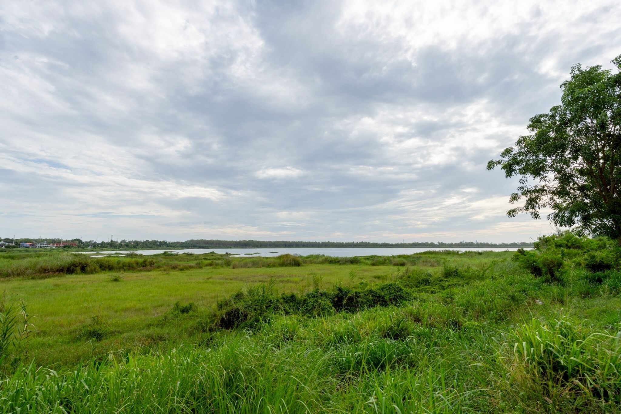 A grassy field with a tree and a distant body of water under a cloudy sky.