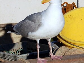 A seagull standing on a concrete surface next to a yellow container. - Comfortable apartment with parking - 4/5 guests (Carnac)