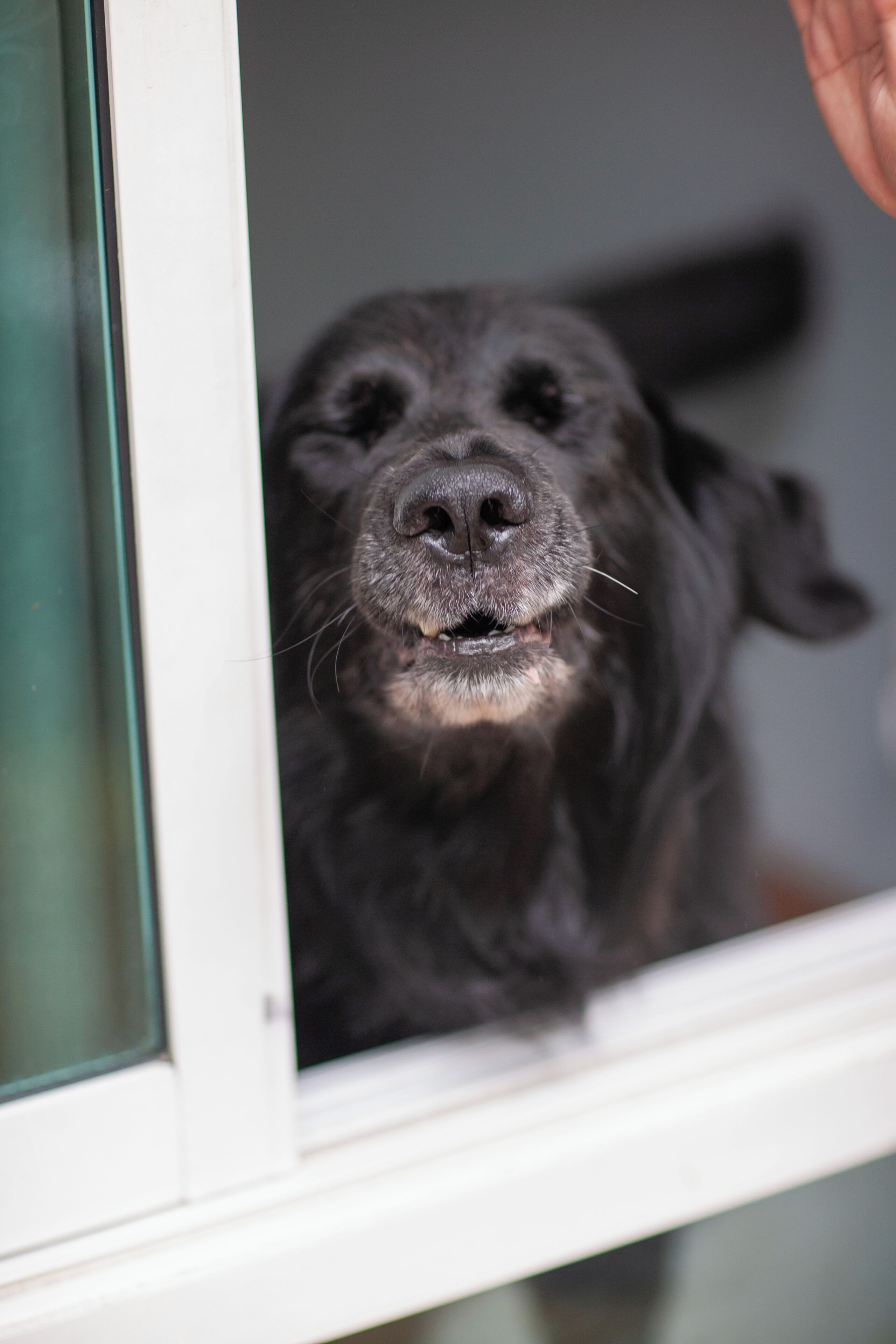A black dog peeking through a window with a white frame.