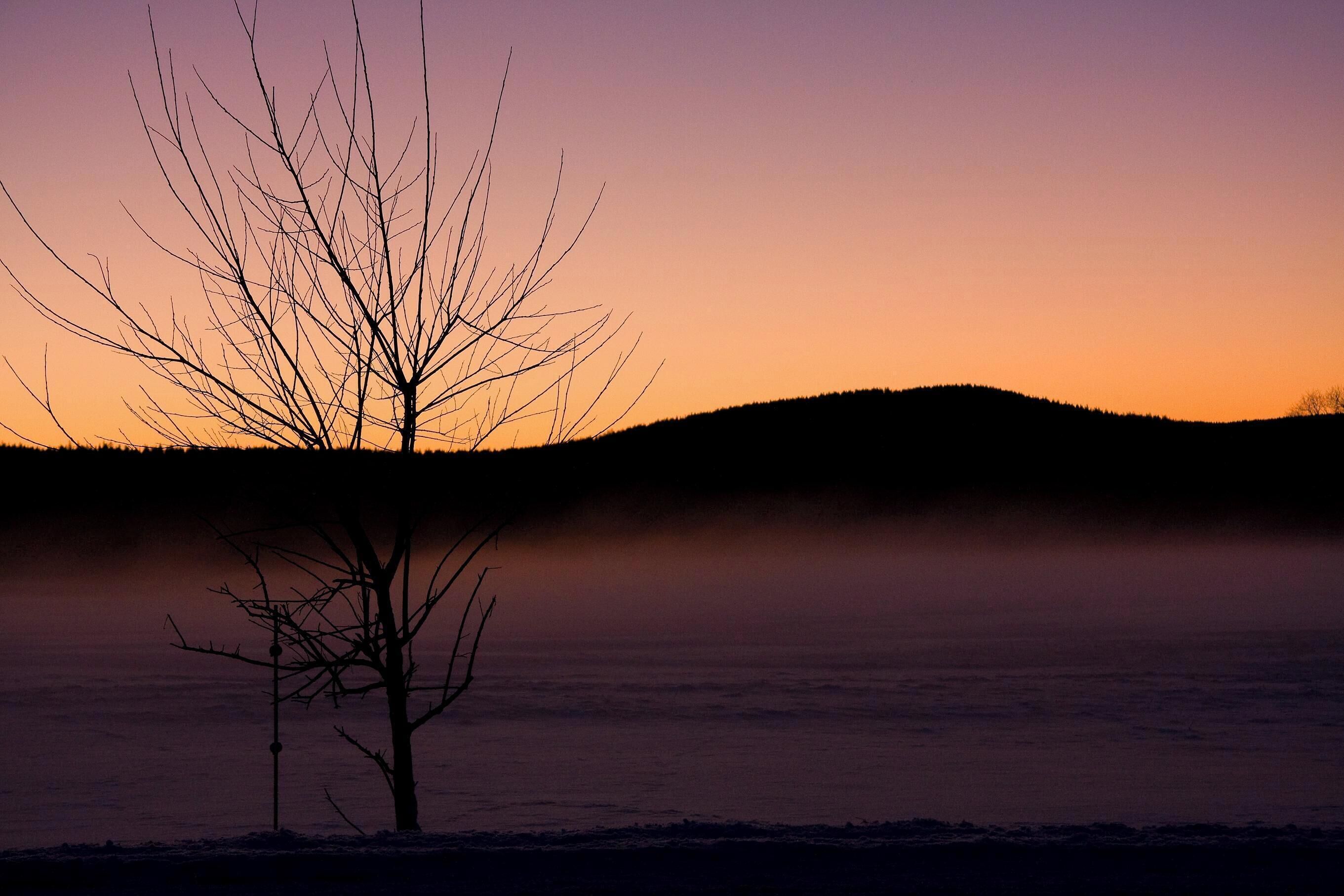 A silhouette of a leafless tree against a sunset sky.