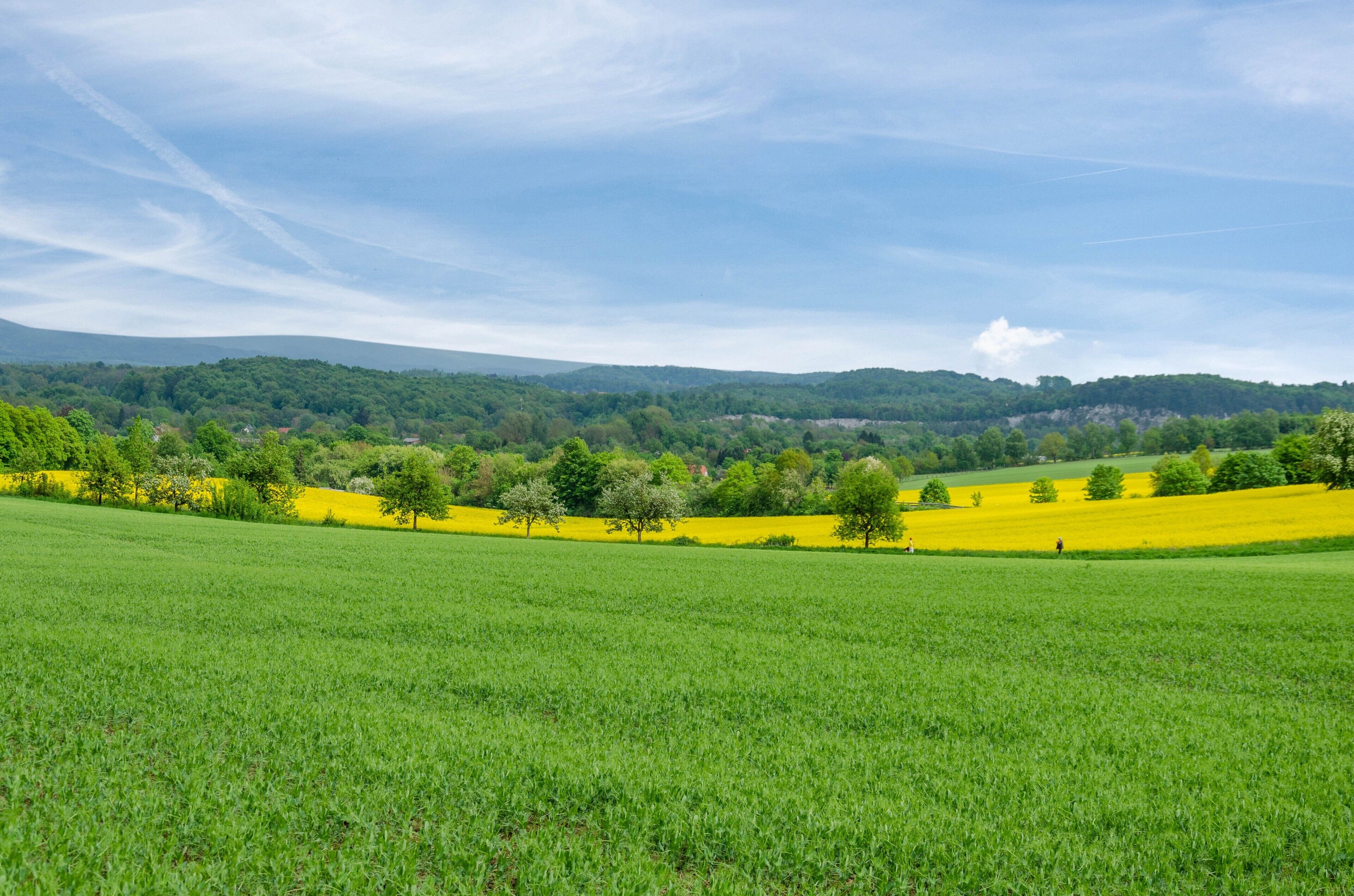 A green field with a hill in the background.