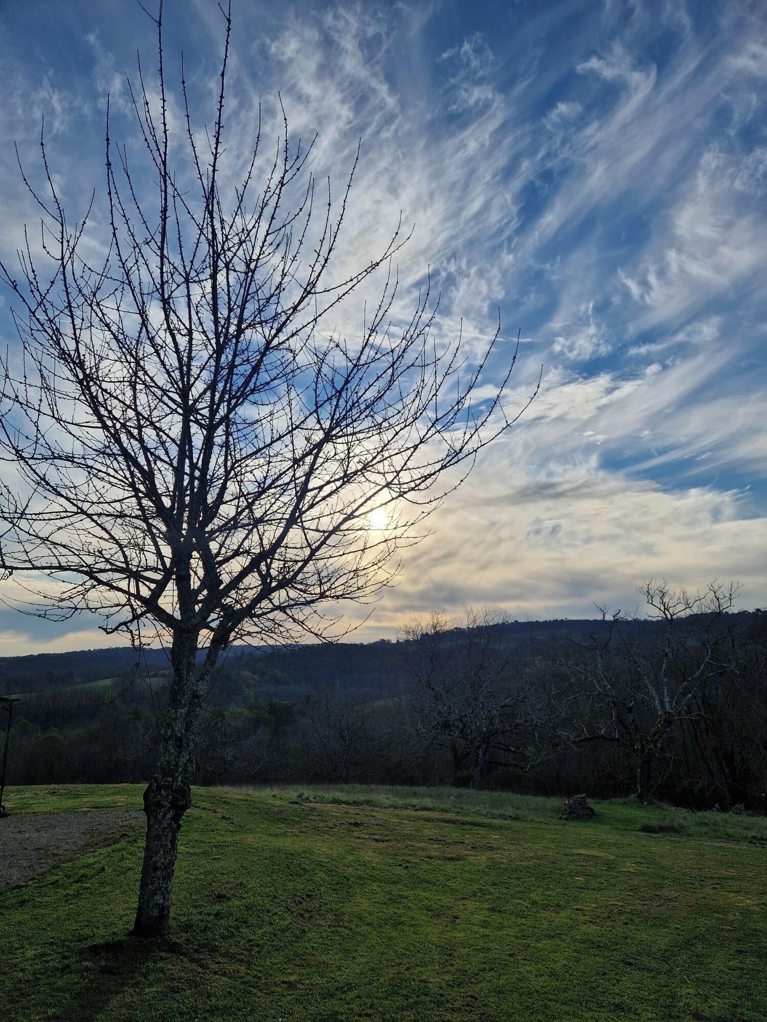 A tree in a grassy field with a clear sky.