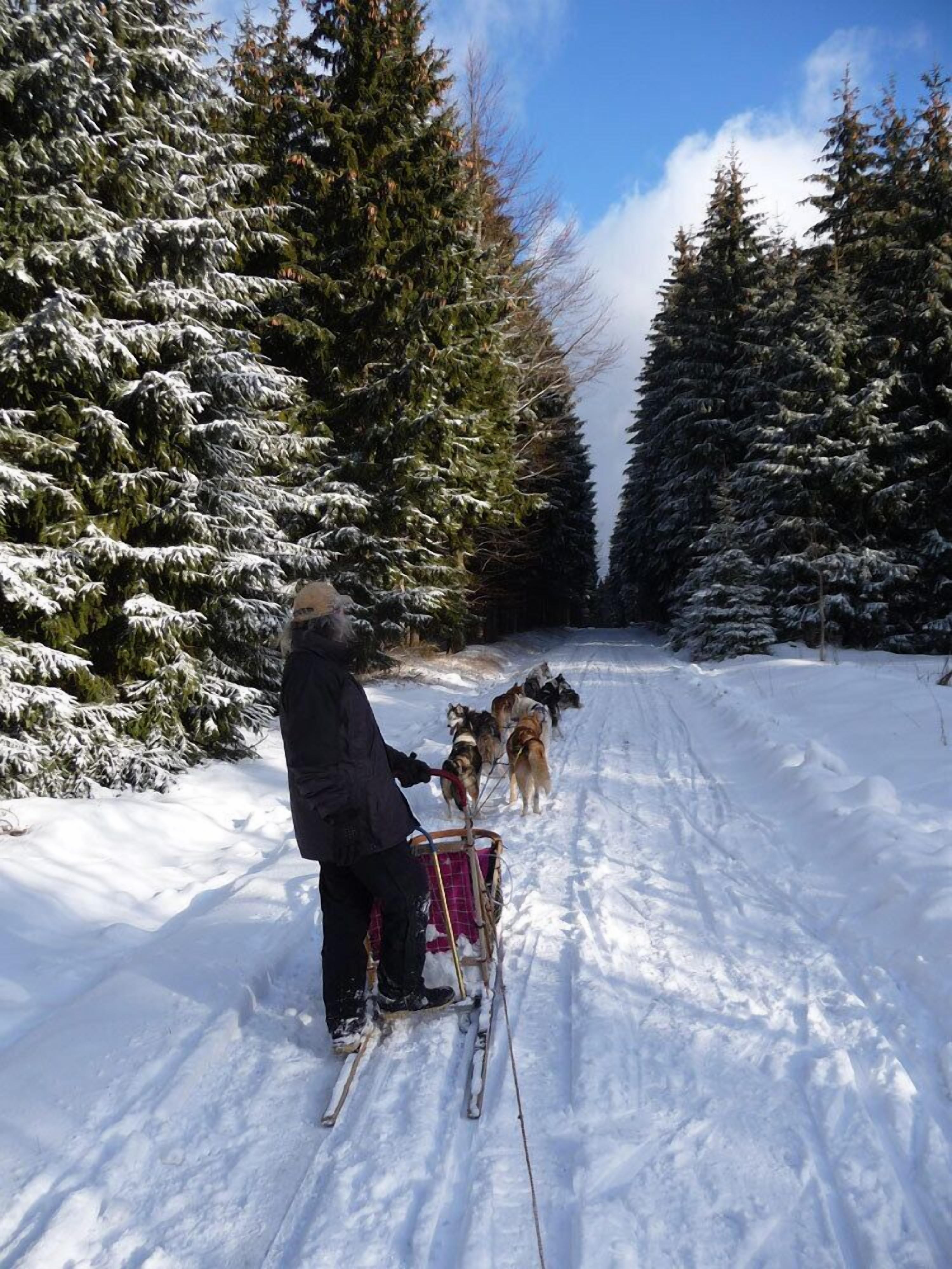 Une personne fait du ski avec un chien sur une piste enneigée, entourée d’arbres à feuilles persistantes.