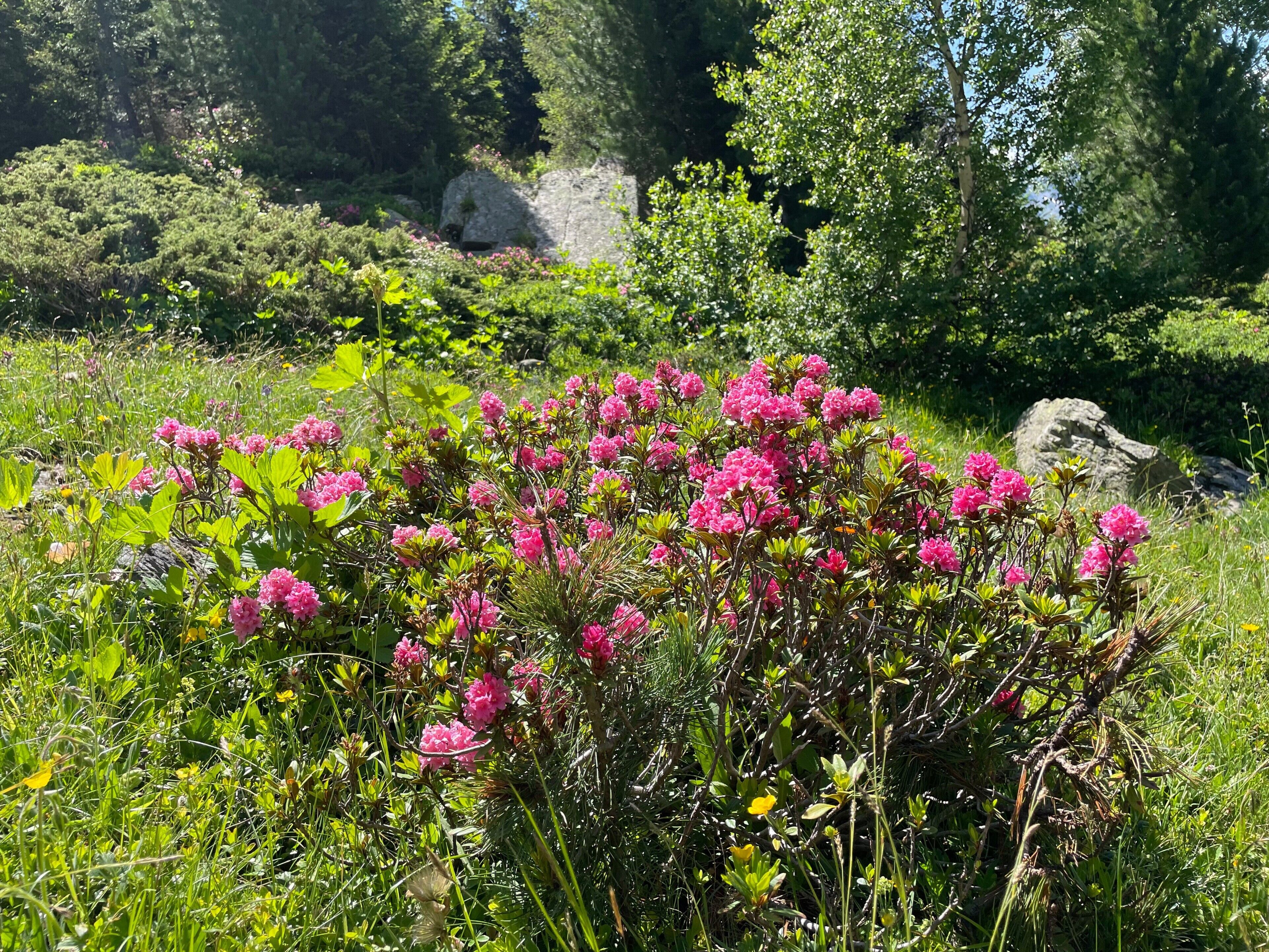 Jardines del alojamiento