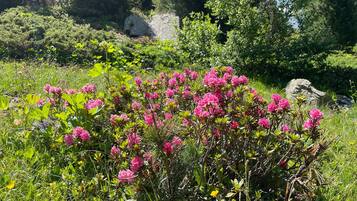Jardines del alojamiento