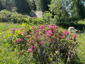 Un paysage naturel caractérisé par une végétation luxuriante et des fleurs roses.