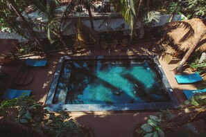 An outdoor pool area with lounge chairs, a cat, and tropical plants.