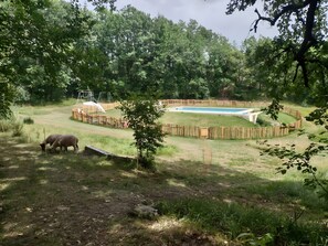 A fenced outdoor area with a pool, grassy terrain, and a small hill.