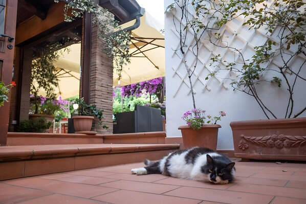 A cat lying on a tiled patio with steps leading to a covered entrance, surrounded by potted plants and a lattice wall.