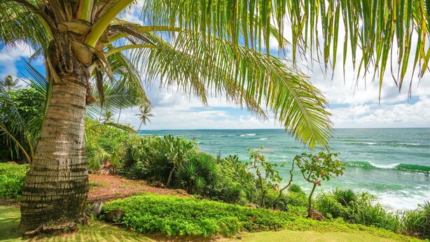 Tropisch landschap met een palmboom, weelderige begroeiing en uitzicht op de oceaan.