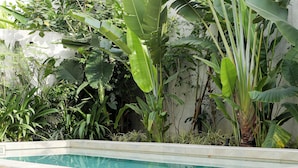 Una piscina rodeada de exuberante vegetación y un muro blanco.